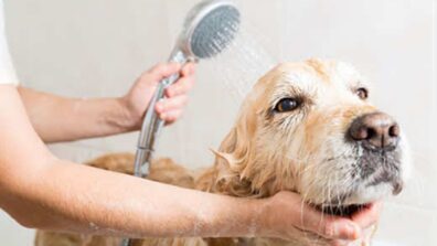 Dog Enjoys Bathing In Water In A Unique Way While Splashing Water, You Need To See This Video