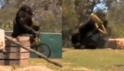 Need Some Serotonin Boost? Here’s A Funny Video Of A Gorilla Falling Off A Cycle