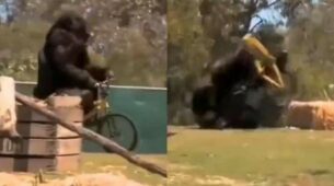 Need Some Serotonin Boost? Here’s A Funny Video Of A Gorilla Falling Off A Cycle