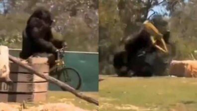 Need Some Serotonin Boost? Here’s A Funny Video Of A Gorilla Falling Off A Cycle