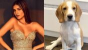 “Please Help”, Tara Sutaria drops missing post of pet doggo Bailey, read