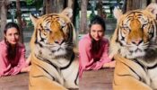 Shocking: Divyanka Tripathi spotted playing with wild, dangerous tiger, video goes viral