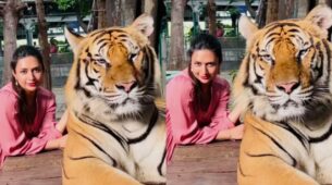 Shocking: Divyanka Tripathi spotted playing with wild, dangerous tiger, video goes viral