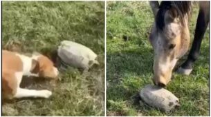 Viral: Watch How The Dog And The Horse Get Scared By A Turtle