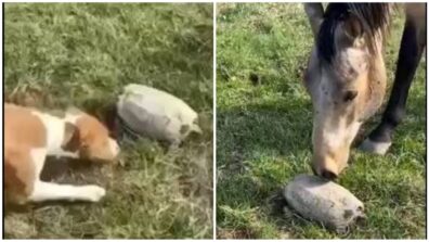 Viral: Watch How The Dog And The Horse Get Scared By A Turtle