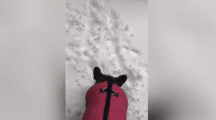 Watch This Hilarious Video Of a Dog Wanting To Go Outside But Freaks Out After Seeing Snow