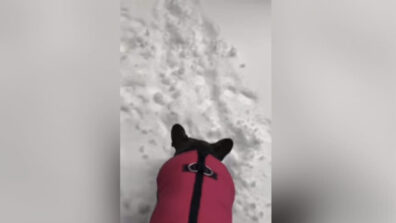 Watch This Hilarious Video Of a Dog Wanting To Go Outside But Freaks Out After Seeing Snow