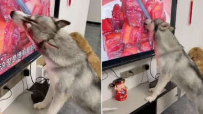 When Dog Doesn’t Realise He’s Licking A Screen Instead Of Actual Meat – It’s Hysterical