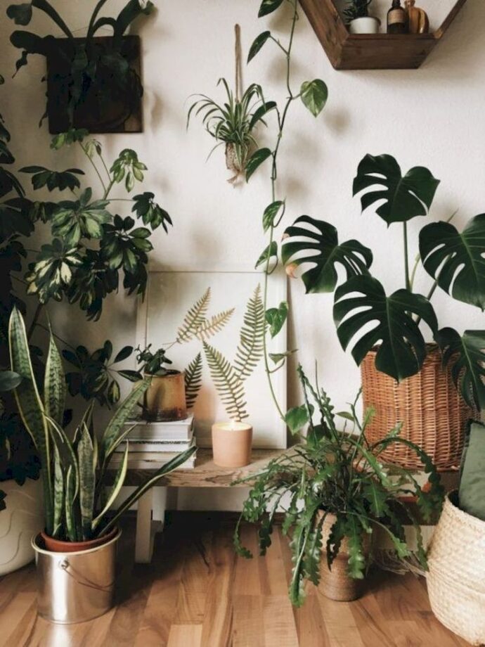 You Can Add These Plants To Your Bedroom For The Decor - 3