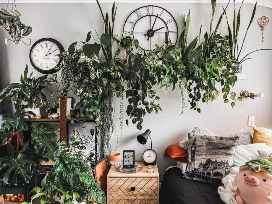 You Can Add These Plants To Your Bedroom For The Decor - 4