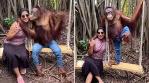 Viral Update: A Chimpanzee In Jeans Kisses Woman On Cheek And Hugs Her Warmly