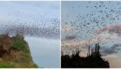Internet Astounded By Video Of “River Of Bats” Rising From Mexican Cave