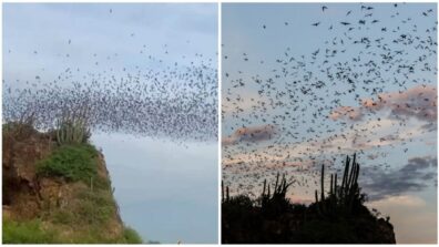 Internet Astounded By Video Of “River Of Bats” Rising From Mexican Cave