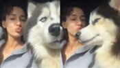 So Cute: Disha Patani goes on long drive with her husky, watch