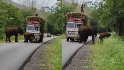 Viral Video: Elephants Reluctant To Budge Until They Are Given A “Sugarcane Tax”