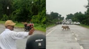 Viral Video: Netizens Are Delighted As Traffic Cops Halt People On The Road So The Tiger May Cross