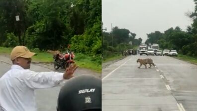 Viral Video: Netizens Are Delighted As Traffic Cops Halt People On The Road So The Tiger May Cross