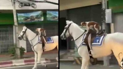 Watch this rib-tickling video of this dog riding the horse by itself