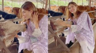 Watch Video: Jacqueline Fernandes Celebrates Her Birthday At Cattle, Cuddles With Cows