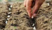 5 Advice On How To Cultivate A Vegetable Garden That You’ll Actually Use
