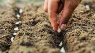 5 Advice On How To Cultivate A Vegetable Garden That You’ll Actually Use