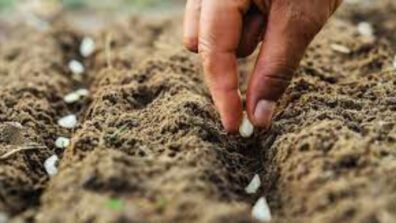 5 Advice On How To Cultivate A Vegetable Garden That You’ll Actually Use