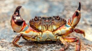 5 Best Crabs From Over The World