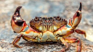 5 Best Crabs From Over The World