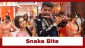 Pyar Ka Pehla Naam Radha Mohan: Shocking!! Mohan gets bitten by the snake