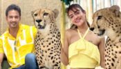 Real Khatron Ke Khiladi Couple: Bengali celebrity couple Nusrat Jahan and Yash Dasgupta set out for adventure with wild tiger, see pic