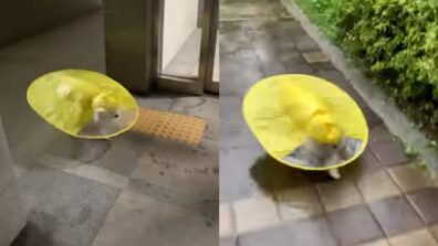 Viral Videos: Too Cute To Miss, Tiny Dog Running Around In A Yellow Raincoat