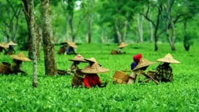 3 Must Visit Spots In Assam For Refreshments