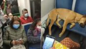 A heartwarming video shows passengers letting a dog sleep on seats in a crowded bus