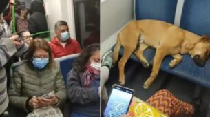A heartwarming video shows passengers letting a dog sleep on seats in a crowded bus
