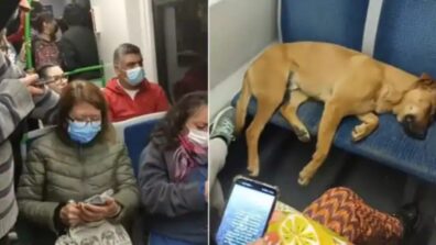 A heartwarming video shows passengers letting a dog sleep on seats in a crowded bus