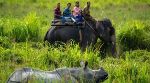 Assam Pobitora Wildlife Sanctuary Reopens For Public And Tourists