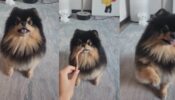 BTS’ V Shares An Adorable Video Of His Cute Little Dog Yeontan While Playing Tricks With Him, Take A Look