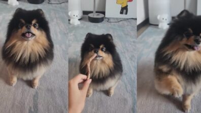 BTS’ V Shares An Adorable Video Of His Cute Little Dog Yeontan While Playing Tricks With Him, Take A Look