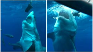 Watch this shark eating the camera: Video here