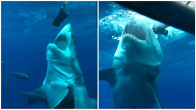 Watch this shark eating the camera: Video here