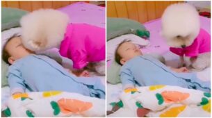 Viral Video: A White Fluffy Dog Trying To Kiss And Adore A Little Baby Is Grabbing Attention, Netizens Feel Lovestruck