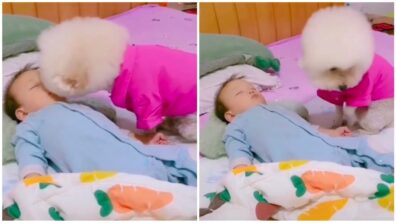 Viral Video: A White Fluffy Dog Trying To Kiss And Adore A Little Baby Is Grabbing Attention, Netizens Feel Lovestruck