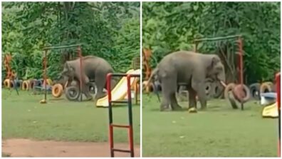 Viral Video: Delightful Video Of An Elephant Playing In Park, Netizens React