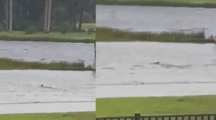 Viral Video: Netizens Shocked To Witness Swimming Shark On A Flooded Street