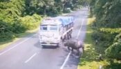 Viral Video: Rhinoceros Gets Hit By A Truck Accidentally, Netizens Blame Government For Building Roads In Forest