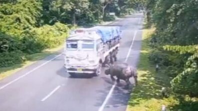 Viral Video: Rhinoceros Gets Hit By A Truck Accidentally, Netizens Blame Government For Building Roads In Forest