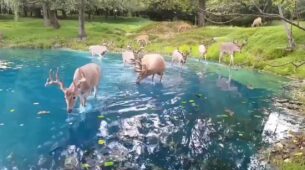 Viral Video: Staggering Visuals of Deer Wondering Over The River And Drinking Water Seems Like A Disney Land