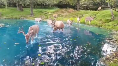 Viral Video: Staggering Visuals of Deer Wondering Over The River And Drinking Water Seems Like A Disney Land