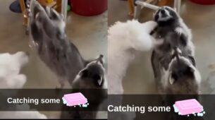 Viral Video: Two Raccoons And A Dog Playing With Water Bubbles Is A Delightful Treat To Watch
