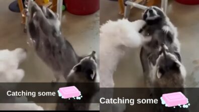 Viral Video: Two Raccoons And A Dog Playing With Water Bubbles Is A Delightful Treat To Watch